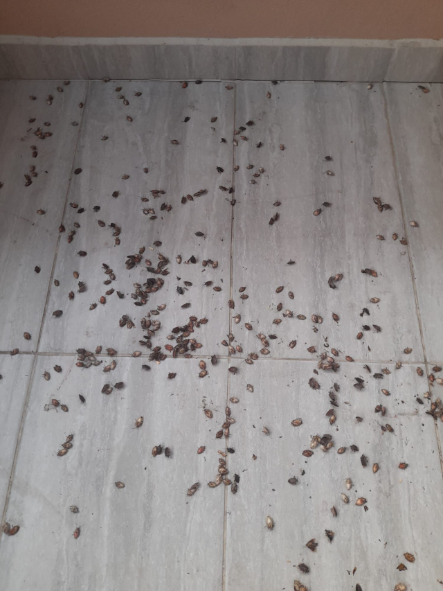 Kahverengi kokarca evleri istila etti! Uzmanlar üstüne basa basa uyardı