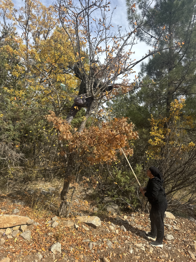 30 yıl önce biri yaptı ve ortadan kayboldu! Toplayan hem satıyor hem şifa buluyor