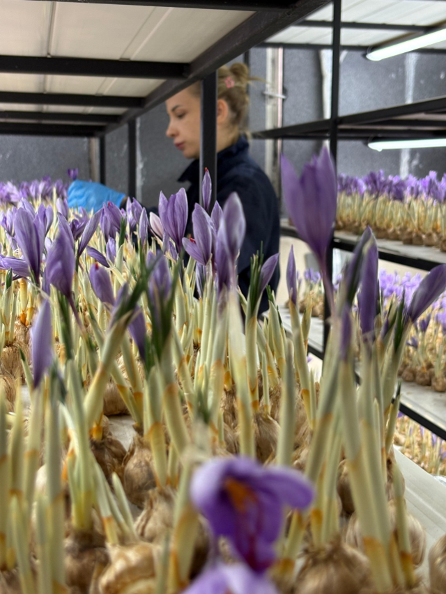 100 bin lira maaşlı işi bırakıp sektör değiştirdi! Kilosunu 700 bin liraya satıyor