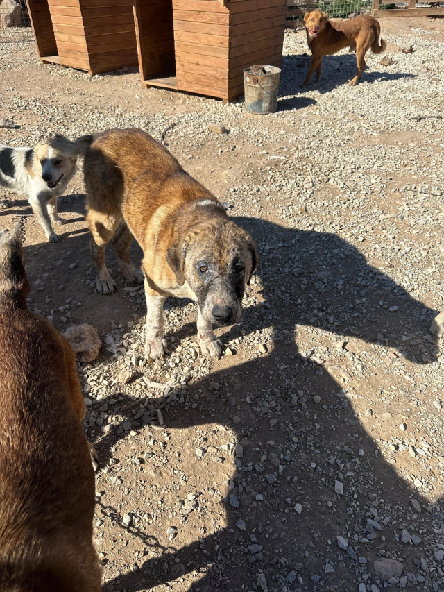 Sözde barınakta dehşet görüntüler: Köpekler açıktan birbirini yedi