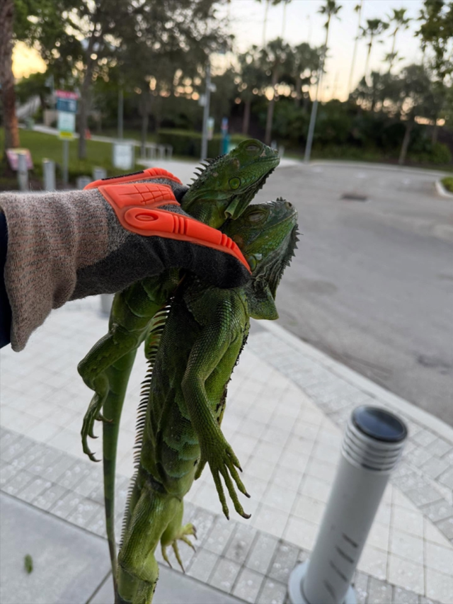 Soğuk hava binlerce iguanayı hareketsiz bıraktı, halk kafeslerle toplamaya başladı