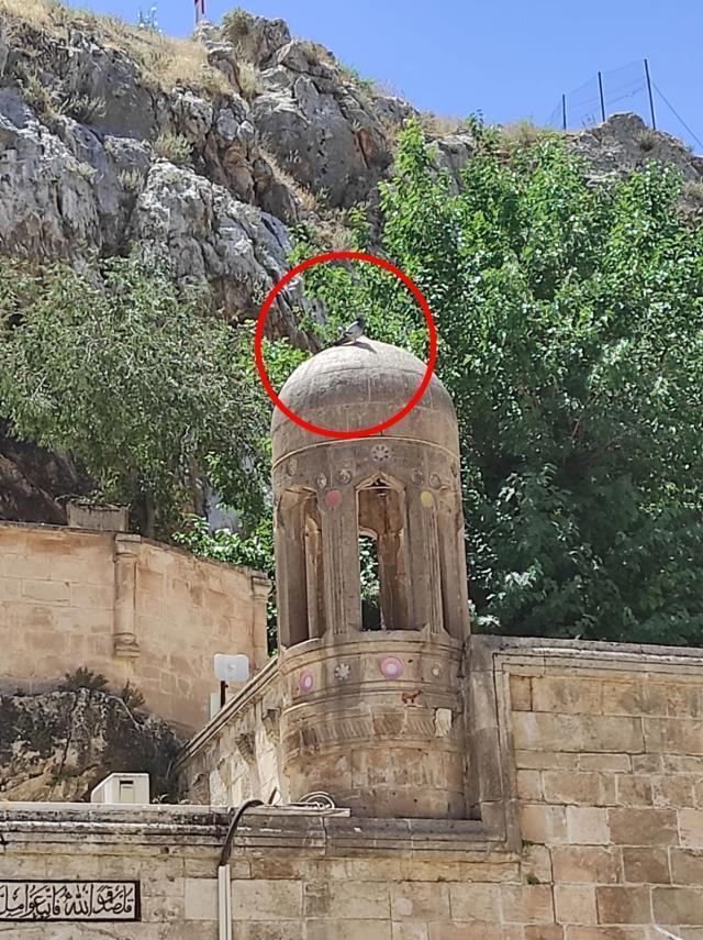 Şanlıurfa'da güvercinlerin hiçbiri Yeşil Kubbe üzerine konmuyor! Nedeni ise duyanların gözünü yaşartıyor