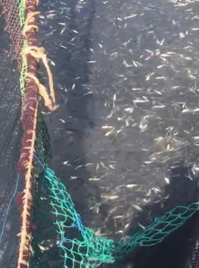 Denizden istavrit fışkırdı, 500 kasa balıkla kıyaya döndüler