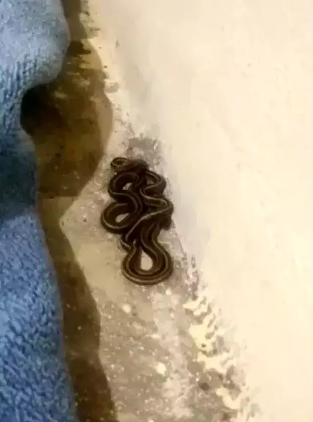 Türkiye'deki yılan ihbarına giden ekipler, evde gördükleri karşısında küçük dillerini yuttu