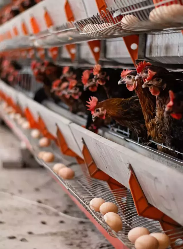 Türkiye'nin dev tavuk markası konkordato ilan etti