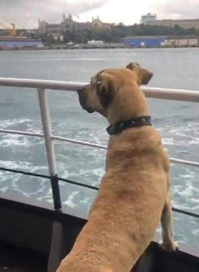 Boji kimdir? Boji nedir, ne demek? İstanbul'un ünlü köpeği Boji'nin anlamı nedir?
