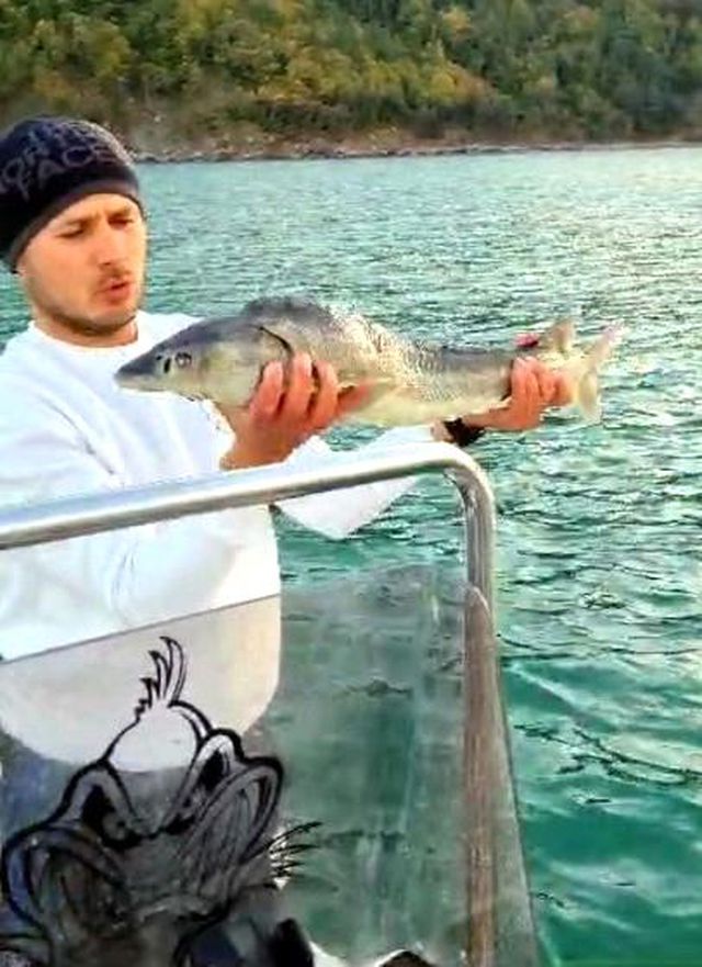 Bartın'da Sibirya Mersin Balığı Yakalandı