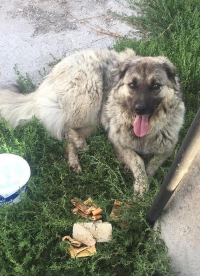 Köpeği ezmek için yolunu değiştiren yabancı uyruklu şahıs sınır dışı edilecek