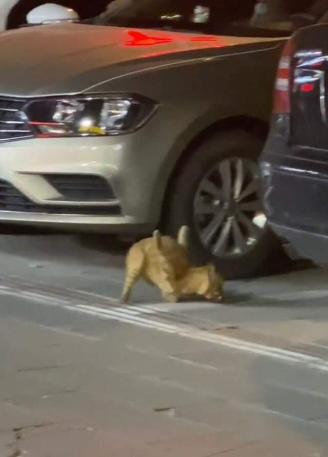 Bacakları ters kediyi görenler görenler gözlerine inanamıyor! Tecavüze uğrayınca ön ayakları havada kaldı