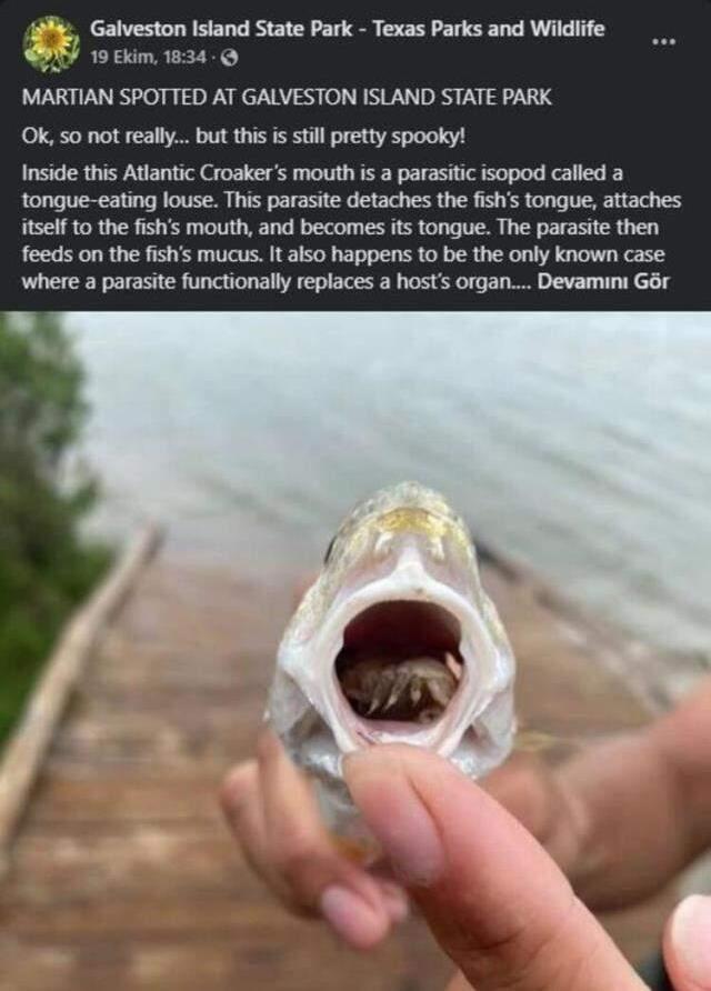 Tuttuğu balığın ağzını açan işçi, gördüğü manzara karşısında ne diyeceğini bilemedi