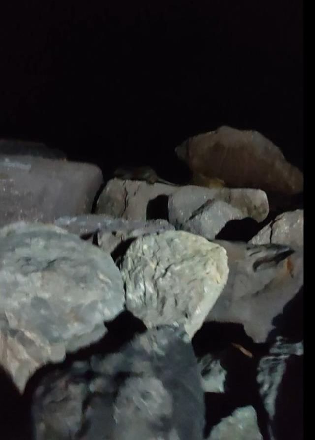 Kartal Sahili'nde ortaya çıkan su samuru kamerada