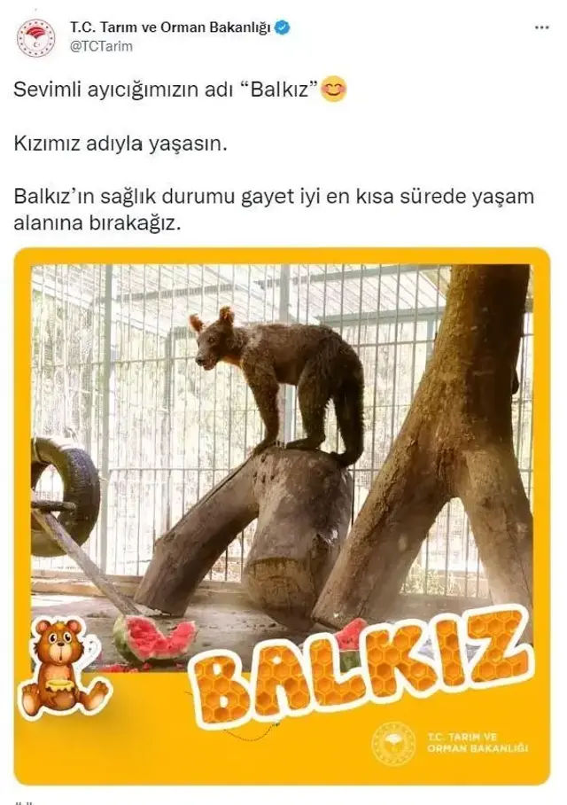 Acı bal yiyerek baygınlık geçiren ayının adı 'Balkız' oldu