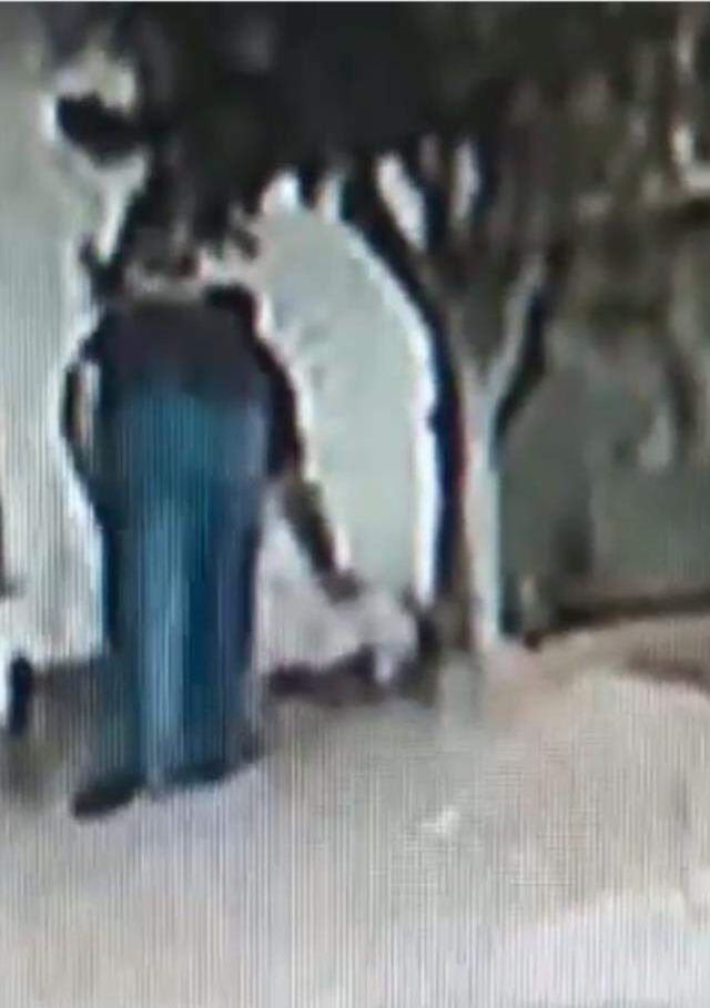 İnsanlığı sorgulatan olay! Zehirlenen köpekler, titreyerek can verdi