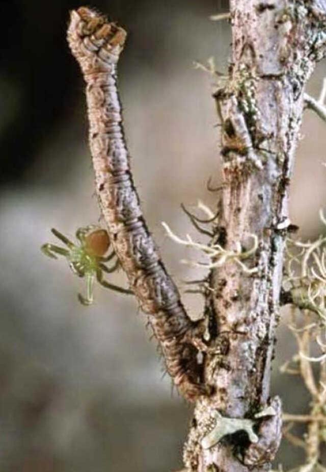 Sosyal medyada hızla paylaşılıyor! Bu canlının ne olduğunu kimse bilmiyor Sosyal medyada hızla paylaşılıyor! Bu canlının ne olduğunu kimse bilmiyor