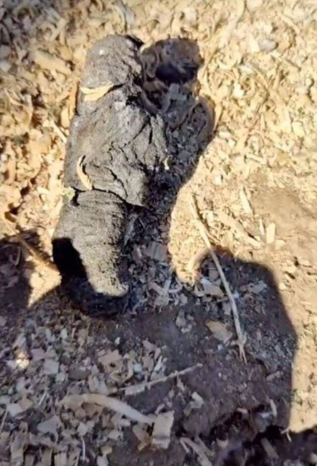 Terk edilmiş mezarlıkta kazı yapan adamın çıkardığı kutunun içindeki nesne görenleri ürküttü