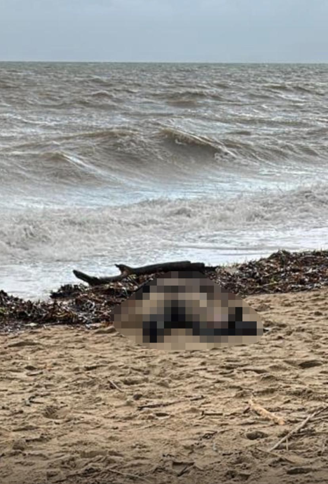 Sarımsaklı sahiline kadın cesedi vurdu