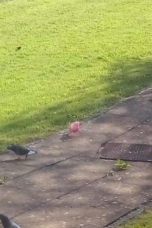 Annesinin evinde oturan kadın pencereden görüntüledi: Dünya üzerinde böyle bir güvercine hiç rastlamadım