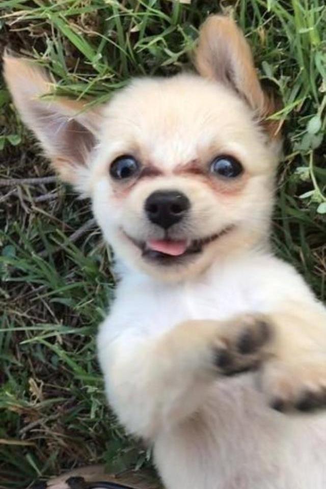 Terk edilen yavru köpeğin sahibi tarafından bırakılan gizemli not, okuyanların yüreklerini parçaladı