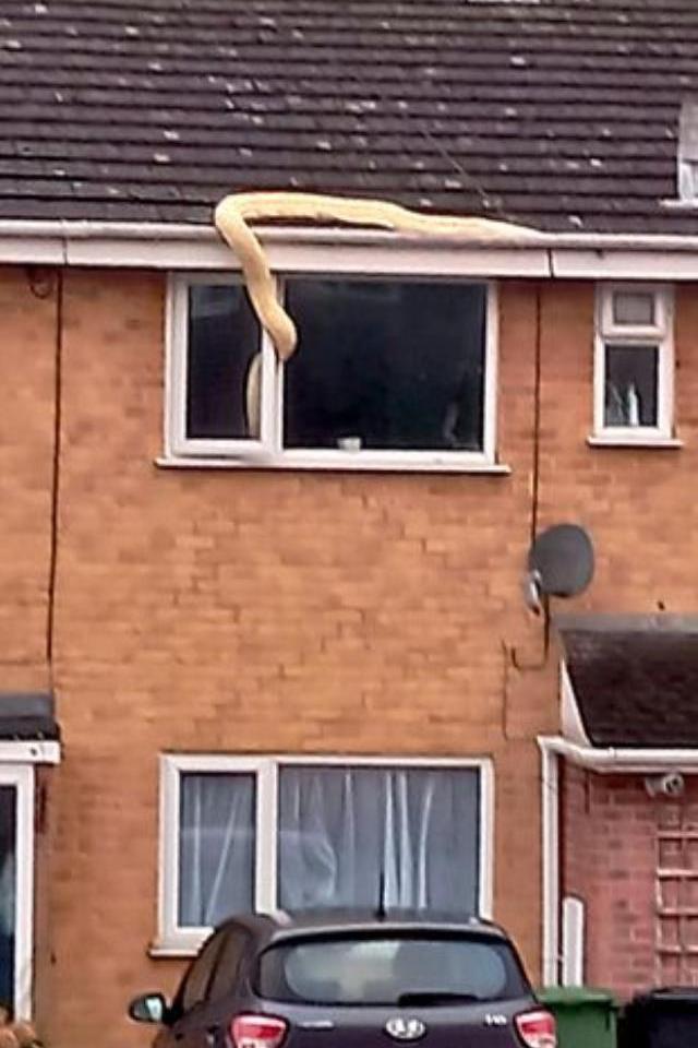 Evdeki ihbara giden yılan uzmanı, gördüğü yılan karşısında resmen dehşete kapıldı