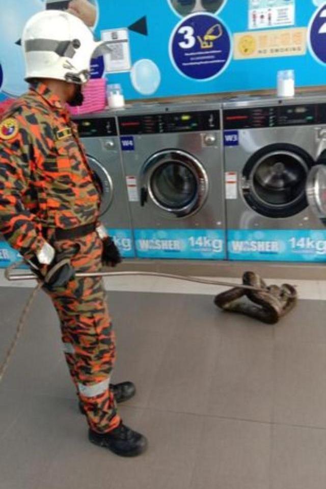 Kadının açtığı çamaşır makinesinin içinde 6 metre uzunluğunda dev yılan çıktı