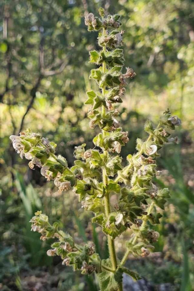 Siirt adaçayını koparan yandı! 387 bin 141 lira ceza uygulanıyor
