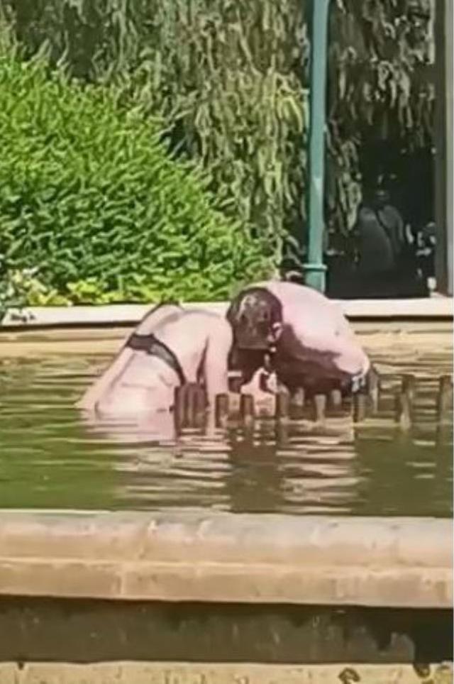 Yarı çıplak kadını parktaki havuzda boğmaya çalıştı! Nedeni olaydan garip