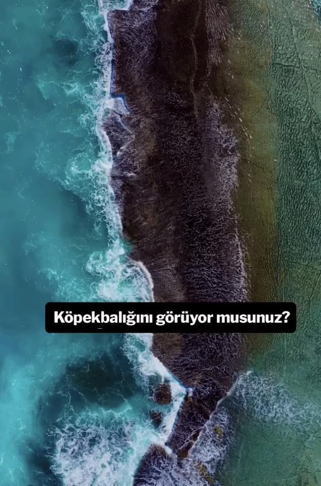 Sosyal medyada gündem olan görüntü: Köpekbalığını görebiliyor musunuz?