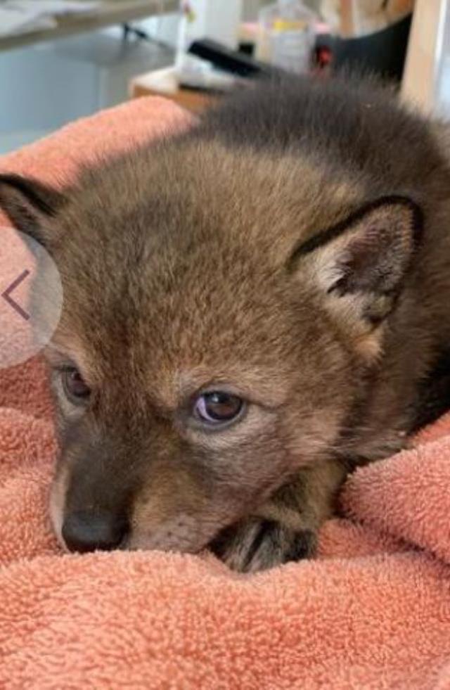 Eve köpek diye getirdiler, bambaşka bir hayvan çıktı! Gerçeği duyunca kaçacak yer aradılar