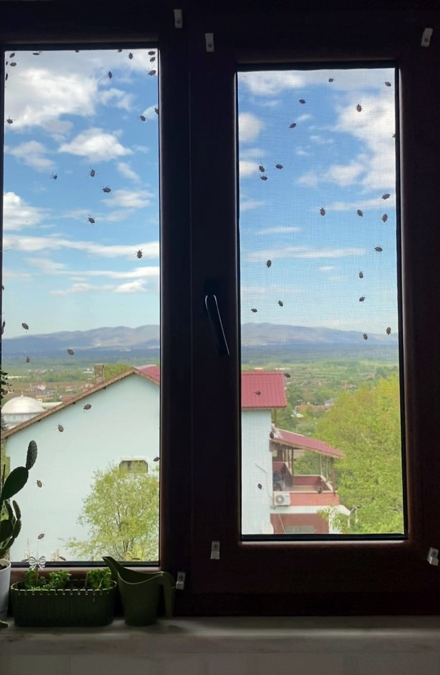 İki ilçeyi birden istila ettiler! Binalar adeta renk değiştirdi