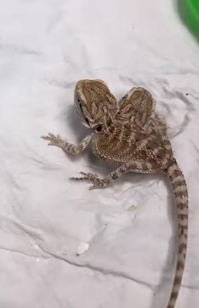 Doğduğu veterinerdeki odaya kimse alınmıyor! Kıyamet alameti olarak görülüyor, sakallı kurbağa panik yarattı