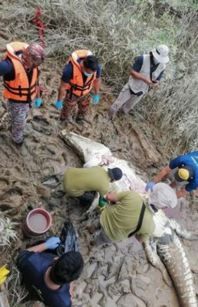 Nehirden mermi gibi fırlayıp genci yutan timsahın midesi açıldı, ortaya çıkan manzara acılı teyzeyi yıktı