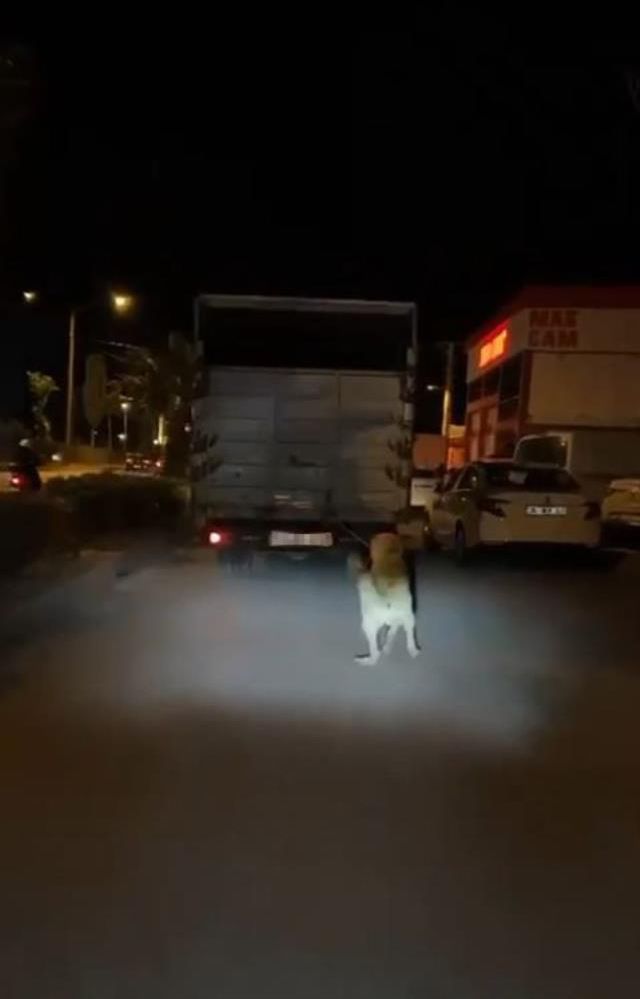 Köpeği kamyonun arkasına bağlayan vicdansız sürücüye para cezası ve adli işlem