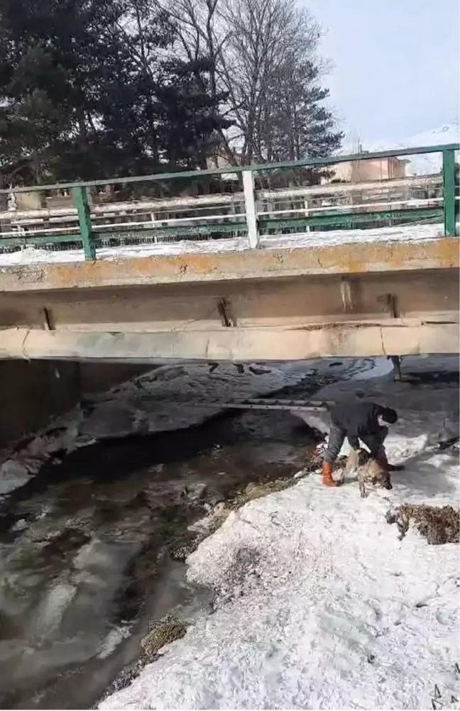 Bayburt'ta Duyarlı Vatandaş Soğuktaki Köpeği Kurtardı