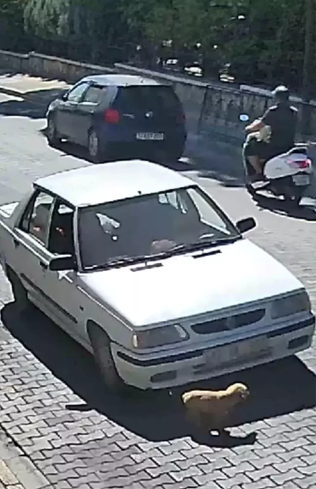 Çanakkale'de Otomobilin Üzerinden Geçen Köpek Yavrusu Şanslı Kurtuldu