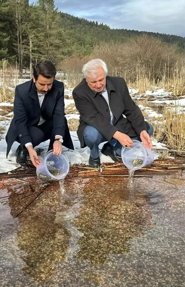 Abant Tabiat Parkı'na 3 Bin 500 Abant Alası Yavrusu Salındı