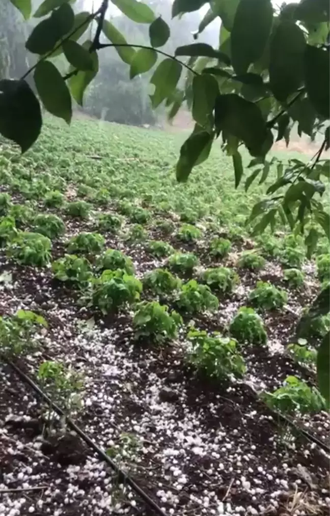 Mersin'in yüksek kesimlerinde dolu etkili oldu