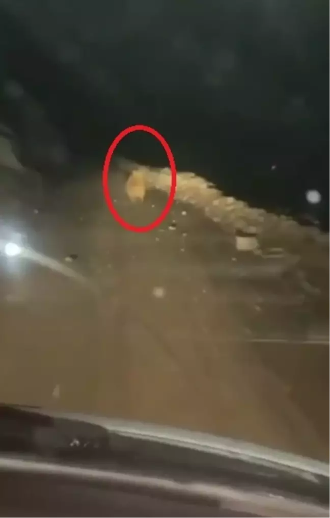Develi'de Ayı Arı Kovanlarını Parçaladı