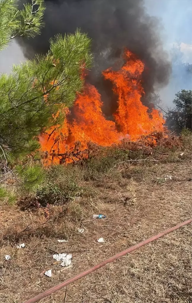 Bursa'da çıkan orman yangını söndürüldü