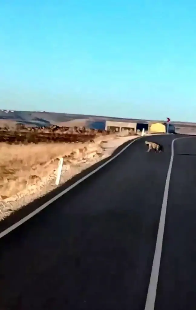 Şanlıurfa'da Nesli Tükenme Tehlikesi Altında Olan Sırtlan ve Yaralı Çakal Görüldü