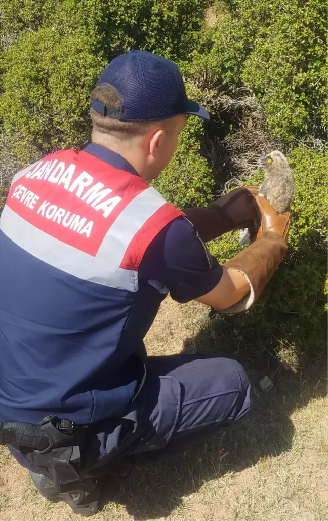 Afyonkarahisar'da Yaralı Baykuş Tedavi Altına Alındı