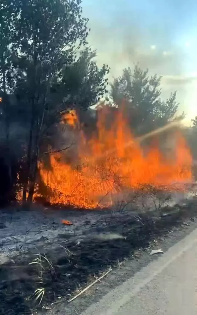 Sakarya'da Ağaçlık Alanda Yangın Çıktı, Sonrası Utanç Verici Manzara