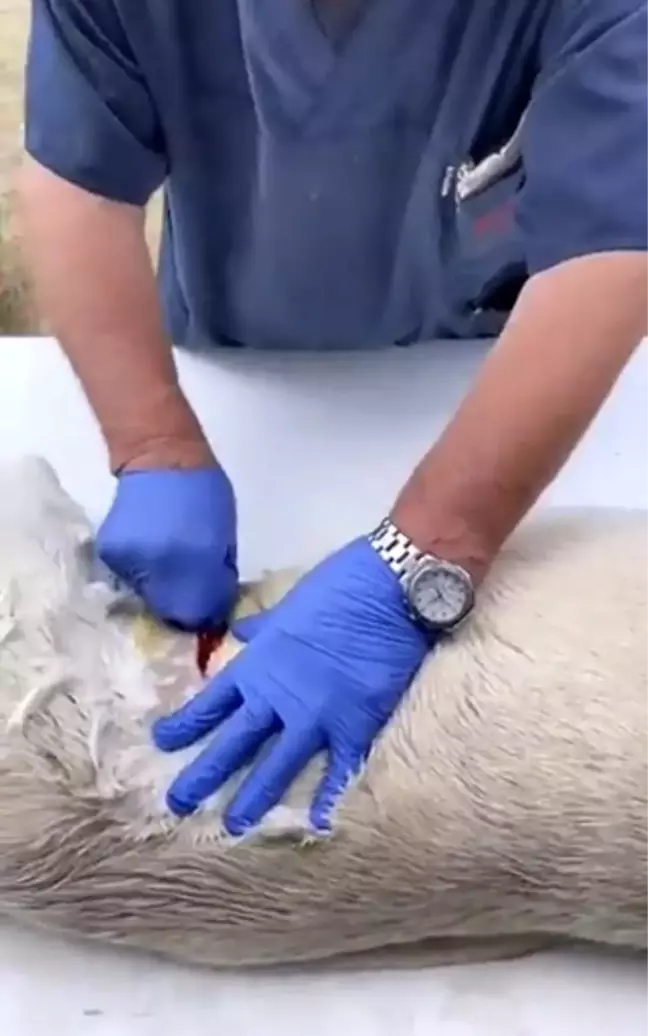 Köpeği anestezisiz kısırlaştıran veteriner hekim hakkımda soruşturma