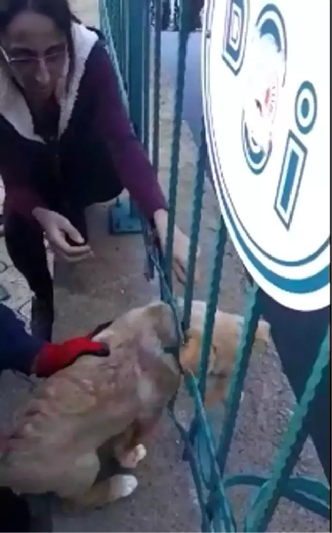 Demir korkuluklara sıkışan yavru köpeği itfaiye kurtardı