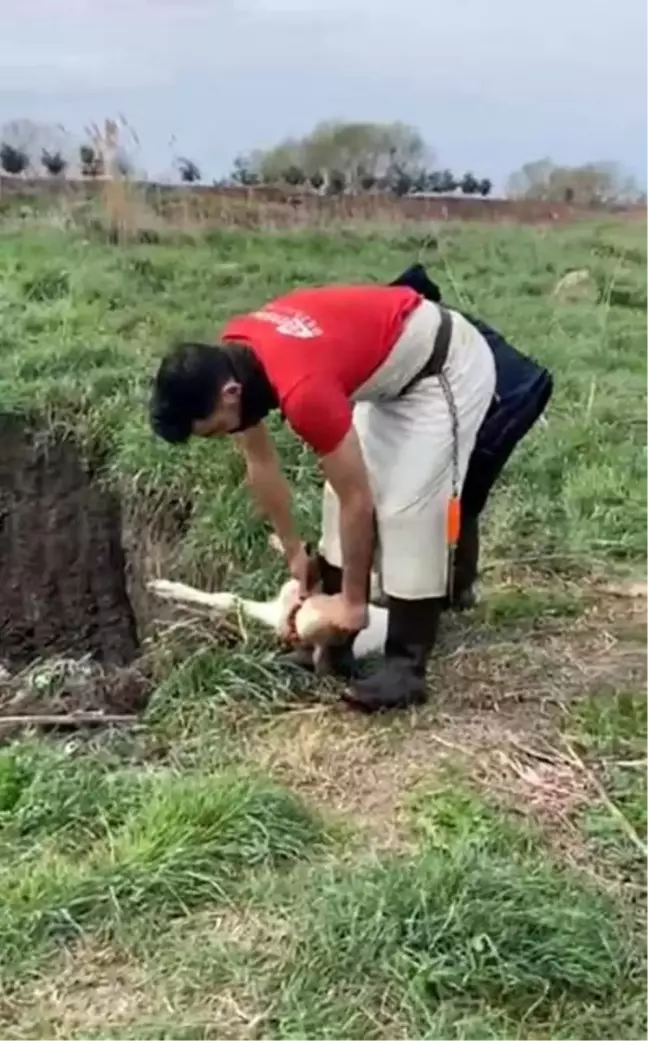 Kırklareli'nde Kayıt Dışı 12 Buzağı İtlaf Edildi
