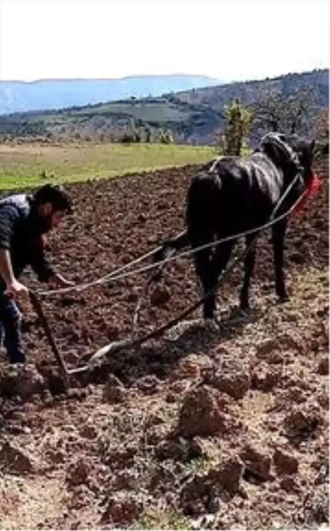 Adıyaman'da yaşlı adamın tarlasını imam sürdü