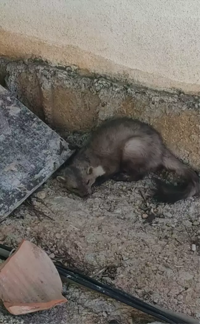 Muğla'da evlerin arasında bulunan kaya sansarı doğaya bırakıldı