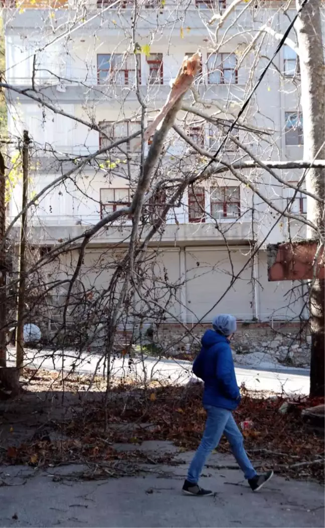 Fırtına Seraları Yıktı, Ağaçları Devirdi (2)