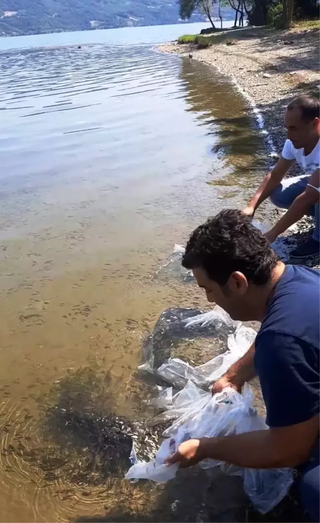 Samsun'da baraj ve göllere 1 milyon 600 bin sazan yavrusu bırakıldı