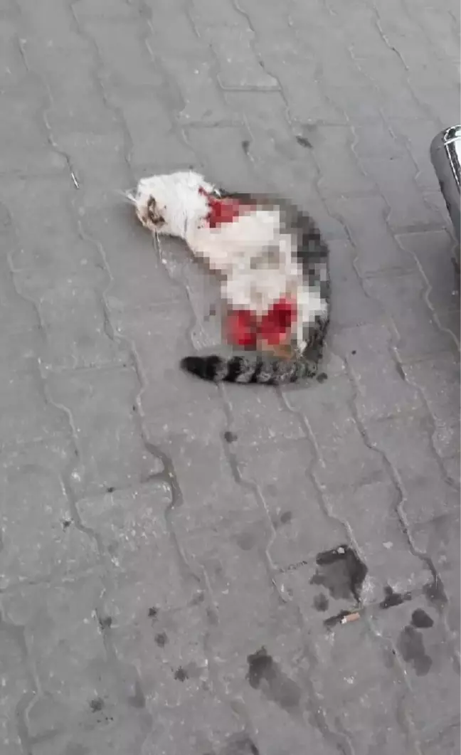 TURGUTLU'DA YİNE 4 BACAĞI DA KESİK KEDİ ÖLÜSÜ BULUNDU