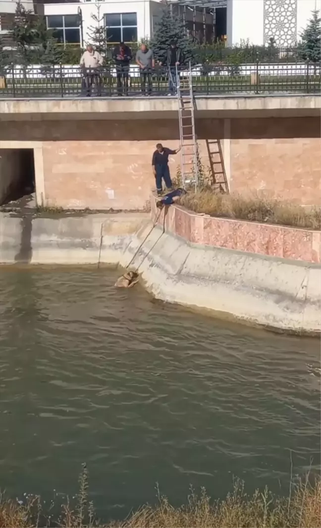 Bayburt'ta Çoruh Nehri'ne düşen köpek itfaiye ekiplerince kurtarıldı